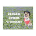 Moses in Bluebonnets postcards by myrtieshuman Moses in Bluebonnets postcards