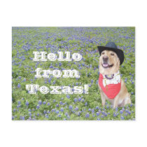 Moses in Bluebonnets postcards by myrtieshuman Moses in Bluebonnets postcards