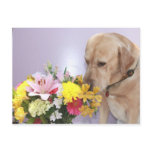 Moses Smells Flowers Postcard