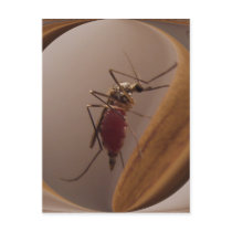 Mosquito 172 ~ postcard by Andy2302 Mosquito 172 ~ postcard