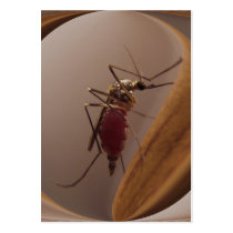 Mosquito ~ ATC business cards