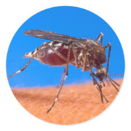Mosquito Biting sticker