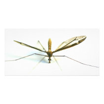 mosquito personalized photo card