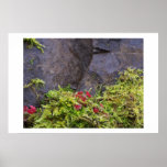 Moss and Plants in Chipped Stone Print