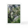 Moss Canopy Greeting Card