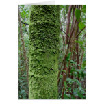 Moss Covered Palm Trunk Cards