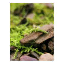 Moss Covered Stones Post Cards