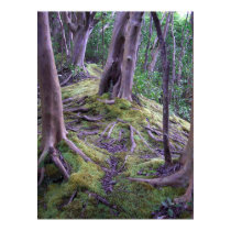 Moss Covered Trail posters by joeyartist Moss Covered Trail posters