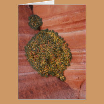 Moss cards