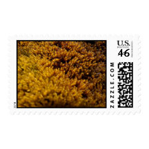 Moss Inspection Postage