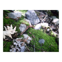 Moss of Big Sur posters