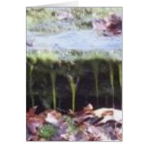 moss on a rock cards