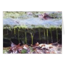moss on a rock cards