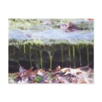 moss on a rock postcards