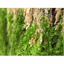 Moss On The Tree Bark photo sculptures by lifesphere Moss On The Tree Bark photo sculptures