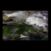 Moss posters