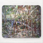 Moss Sporophyts