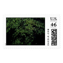 Moss [STAMP]
