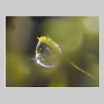 Moss with dewdrop postcard postcards