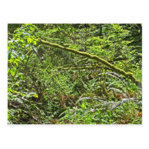mossy branches post card