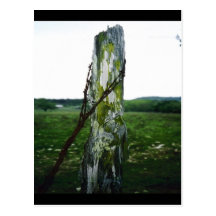 Mossy Fence Post 2 Post Cards