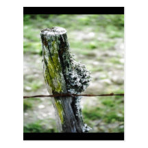 Mossy Fence Post Post Cards