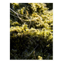 Mossy green post cards