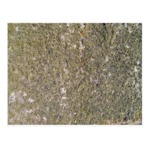 Mossy ground texture postcard