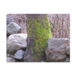 Mossy Oak Tree Postcard