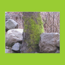 Mossy Oak Tree Postcard