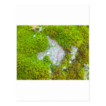 mossy rock.jpg post card