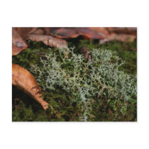 Mossy Rock Postcard