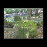 Mossy Rocks on Bank postcards