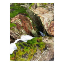 Mossy Stump Post Card