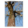 Mossy Tree Card
