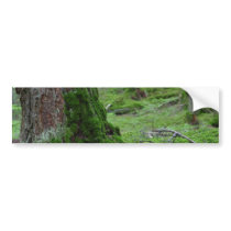 Mossy Trees Forests Woods bumper stickers
