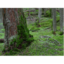 Mossy Trees Forests Woods photo sculptures