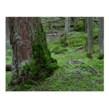 Mossy Trees Forests Woods Post Card