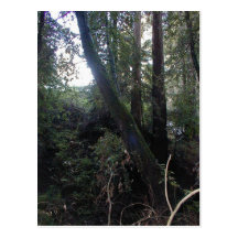Mossy Trees in the forest Post Cards