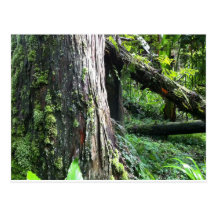Mossy Trunk Postcards