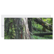 Mossy Trunk