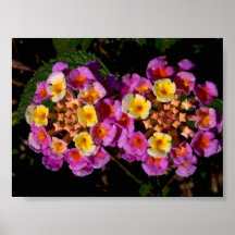 Most beautiful flowers. poster
