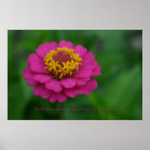 Most folks pink zinnia poster