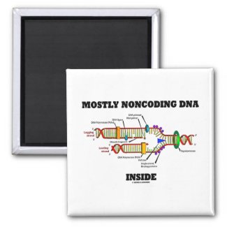 Mostly Noncoding DNA Inside (DNA Replication) Magnet