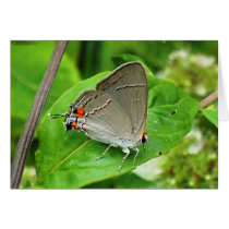 Moth 9178 cards