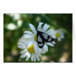 Moth and Daisies Greeting Cards