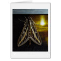 Moth and Lightbulb cards by darenw5 Moth and Lightbulb cards
