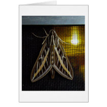 Moth and Lightbulb cards