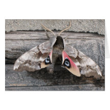 Moth, Blank Note Card by Mark Easton