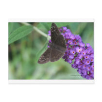 Moth Dreams postcards